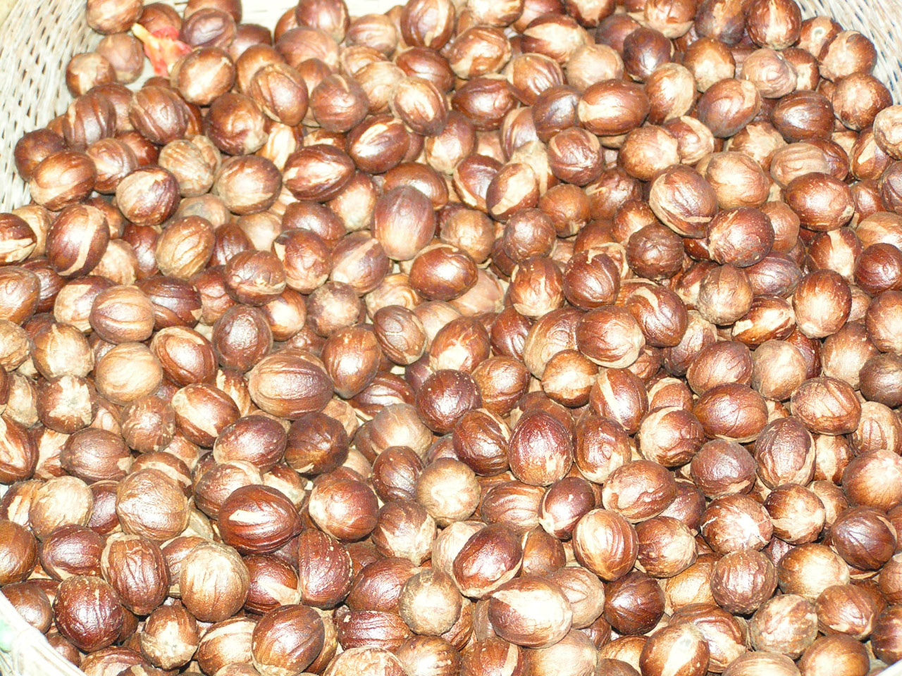 étalage de noix de Muscade au Moluques étalage de noix de Muscade au Moluques